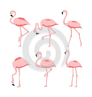 Vector Illustration set of Beautiful elegant pink flamingos in different poses on white background, exotic tropical