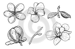 Vector Illustration set of beautiful magnolia and plumeria, drawing spring flowers isolated on white background. Sketch hand drawn