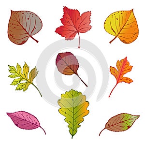 Vector illustration, set of bright autumn leaves on white background.