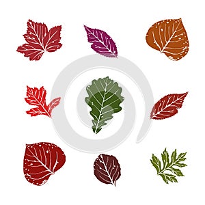 Vector illustration, set of bright autumn leaves on white background.