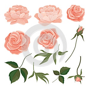 Vector illustration set of buds of gently pink roses and peonies, leaves, branches.