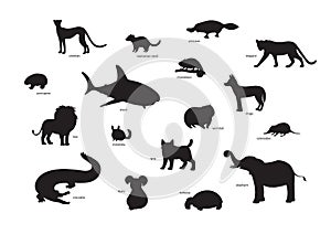 Vector illustration, set of cartoon animal silhouettes. Cheetah, tasmanian devil, platypus, leopard, porcupine, shark