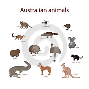 Vector illustration, set of cartoon Australian animals. Quoll, redback spider, kiwi, numbat, platypus, koala, wombat