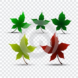 Vector illustration of set colorful walnut plant, chestnuts, Autumn leaves.