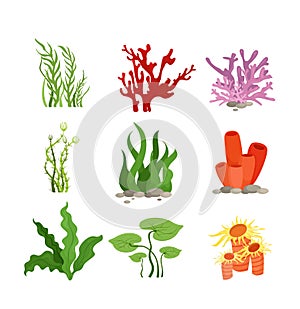 Vector illustration set of colourful water plants and coral isolated on white background in cartoon flat style.