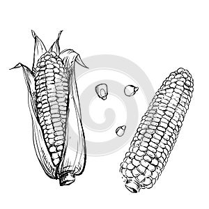 Vector illustration set of corn and grain and stalk