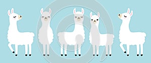 Cute White Llama Vector Illustration photo