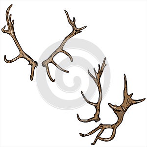 Vector illustration of a set of deer antlers, isolated on white background. Doodle hunting for printing on paper, logo, clothes,