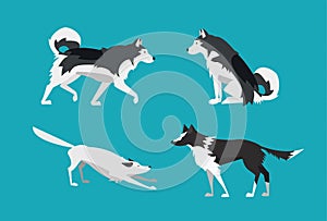 Vector Illustration. Set of Dogs in Flat Design. Alaskan Malamute and Border Collie.