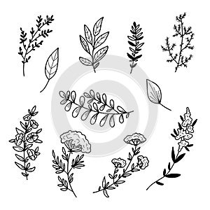 Vector illustration Set of flowers and leaves in doodle hand drawing style.