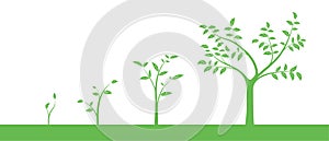 Vector illustration of a set of green icons - plant or tree growth phase, isolated