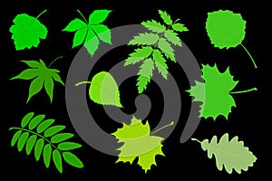 Vector illustration the Set of green leaves.