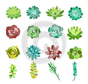 Vector illustration set of green succulent and cactus flowers. Desert plants top view isolated on white background