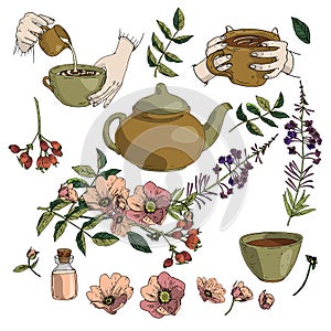 Vector illustration set of herbal tea, teapot, mug in hands, rosehip, blooming sally in brown and green colours isolated on white