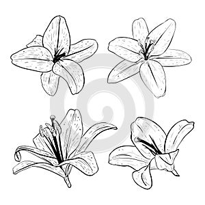 Vector illustration set of lily flowers in full bloom. Black outline of petals, graphic drawing. For postcards, design