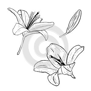 Vector illustration set of lily flowers in full bloom and lilly bud. Black outline of petals, graphic drawing. For