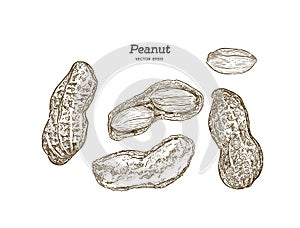 Vector illustration set of peanuts