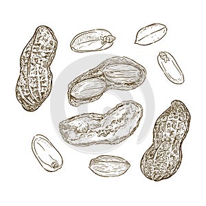 Vector illustration set of peanuts