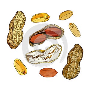 Vector illustration set of peanuts