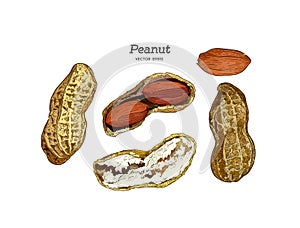 Vector illustration set of peanuts
