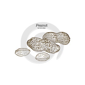 Vector illustration set of peanuts