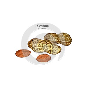 Vector illustration set of peanuts