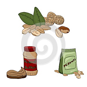 Vector illustration set of peanuts on white background.