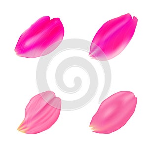 The set pink rose petals. White background