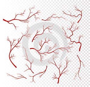 Vector illustration set of red human veins, capillaries or vessel, blood arteries isolated on transparent background. photo