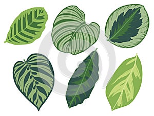 Vector illustration set of six different tropical exotic jungle Marantaceae Calathea prayer plant leaves