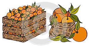 Vector illustration set of sketch hand drawn wooden box and bag full of oranges with green leaves. Fresh fruits
