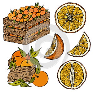 Vector illustration set of sketch hand drawn wooden box and bag full of oranges with green leaves, slice orange, fruits, citrus