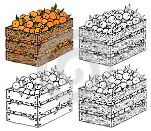 Vector illustration set of sketch hand drawn wooden box full of oranges with green leaves. Fresh fruits