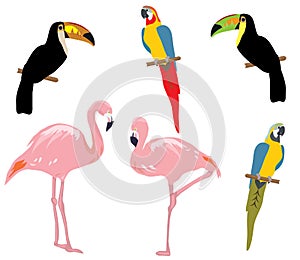 Vector tropical birds isolated on white background.