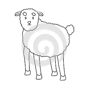 Vector design of sheep and anima sign. Set of sheep and lamb stock vector illustration. photo