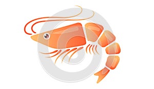 Vector illustration of shrimp in flat style