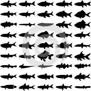 Vector illustration silhouette of 45 freshwater fishes