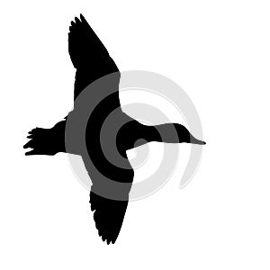 The vector illustration silhouette of flying duck bird in white background