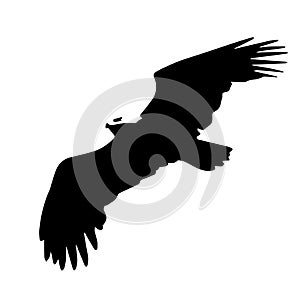 Vector illustration silhouette of flying eagle , black and white