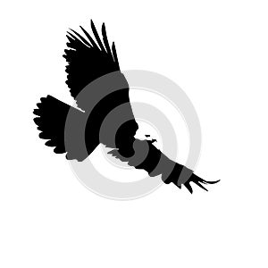 Vector illustration silhouette of flying eagle , black and white