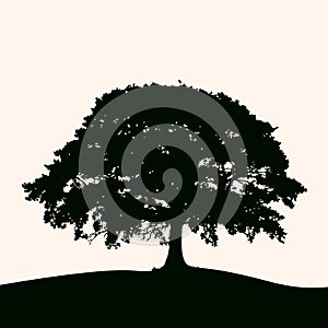 Vector illustration, silhouette of a lush tree at sunrise