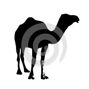 The vector illustration silhouette of single hump dromedary camel in white background