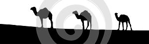 The vector illustration silhouette of three dromedary camels in white background