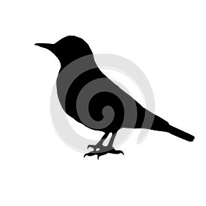 The vector illustration silhouette of thrush bird sitting on ground in white background