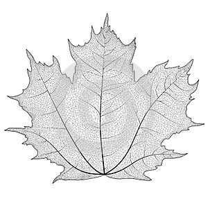 Vector illustration silhouette of veins on a leaf maple.