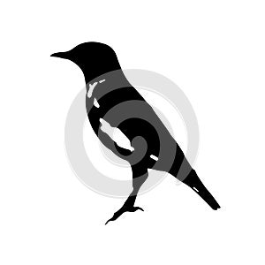 The vector illustration silhouette of Wheatear bird sitting on ground in white background