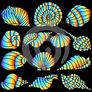 Vector illustration of silhouettes colorful various abstract sea shells