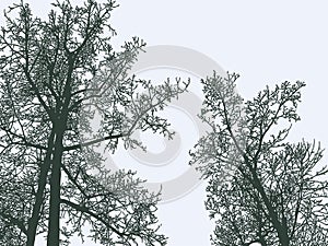 Vector illustration of silhouettes trees in winter season