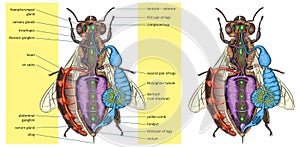 Insect-anatomy photo