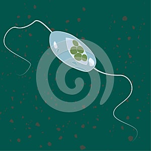 Vector illustration of single-celled eukaryote Acritarcha, ProtozoaVector illustration of single-celled eukaryote Euglenozoa, Prot photo